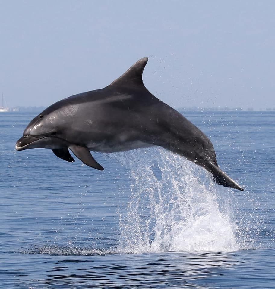 With the new zamorje.si platform, everyone can help protect the Slovenian sea