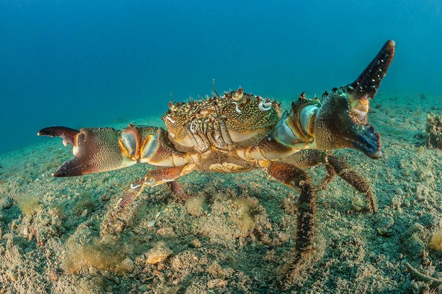 Marine Animals Are Not Toys: A Summer Campaign for Greater Respect for the Sea and Marine Life
