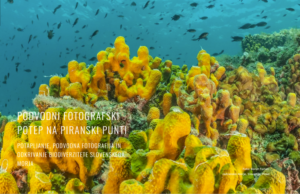 Underwater photography experience with Borut Furlan at Piran Punta