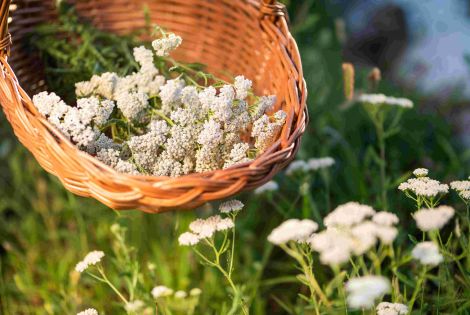 Kräuterparadies vom slowenischen Istrien