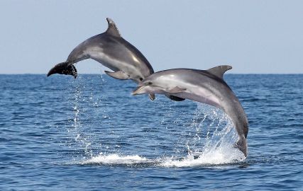 Visit the Dolphin Centre in Piran