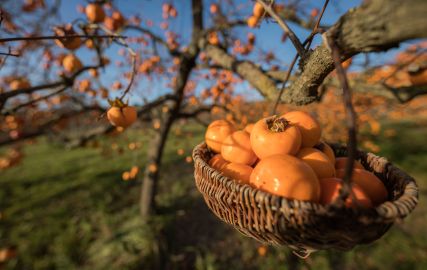 Persimmon Festival Strunjan