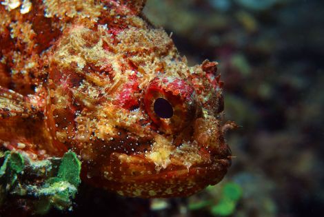 Where to go for a dive?
