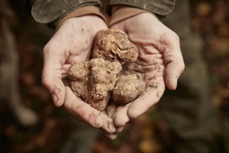 Truffles