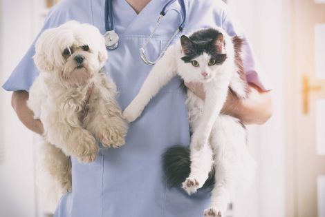 Veterinary hospitals