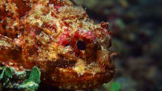 Where to go for a dive?