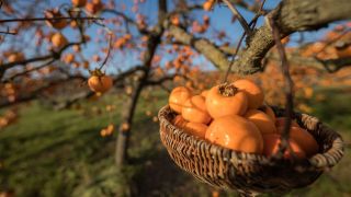 Persimmon