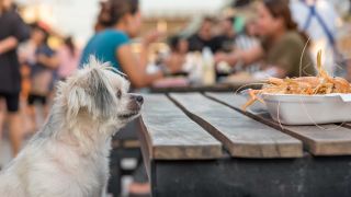 Restaurants and bars