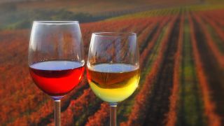 Istrian wine makers