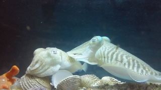 Piran Aquarium