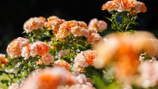 Portorož Rose Month