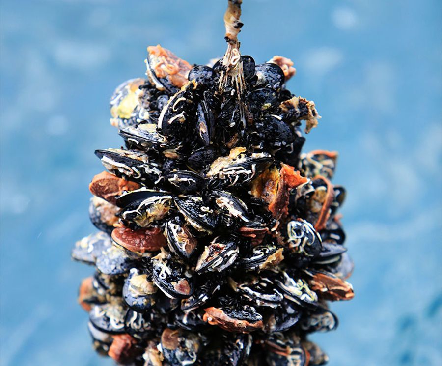 Mussels