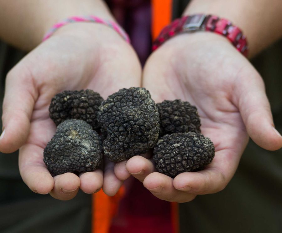 Truffle hunting