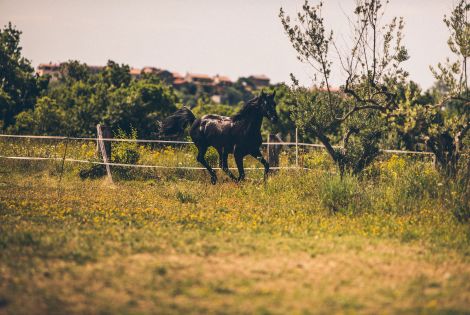 Agriturismi