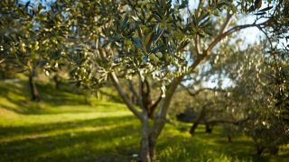 I produttori di olio istriani