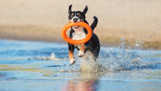 Spiagge