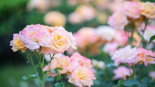 Il mese della rosa Portorose 