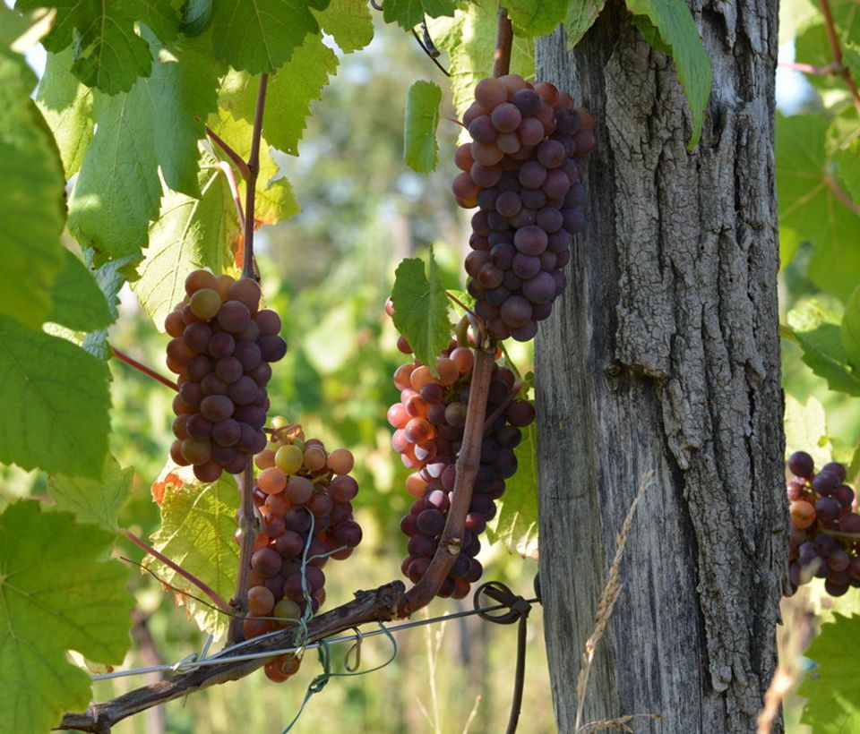 /default/2017/kulinarika/vino/